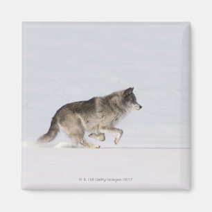 Wolf, der in den Schnee 2 läuft Magnet