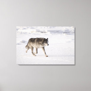 Wolf, der in den Schnee läuft Leinwanddruck