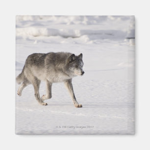 Wolf, der in den Schnee läuft Magnet
