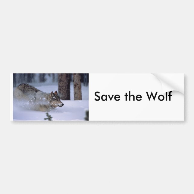 Wolf, der in Schnee läuft Autoaufkleber (Vorne)