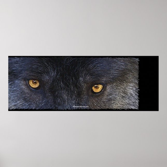 WOLF EYES Wildlife Art Poster (Devant)