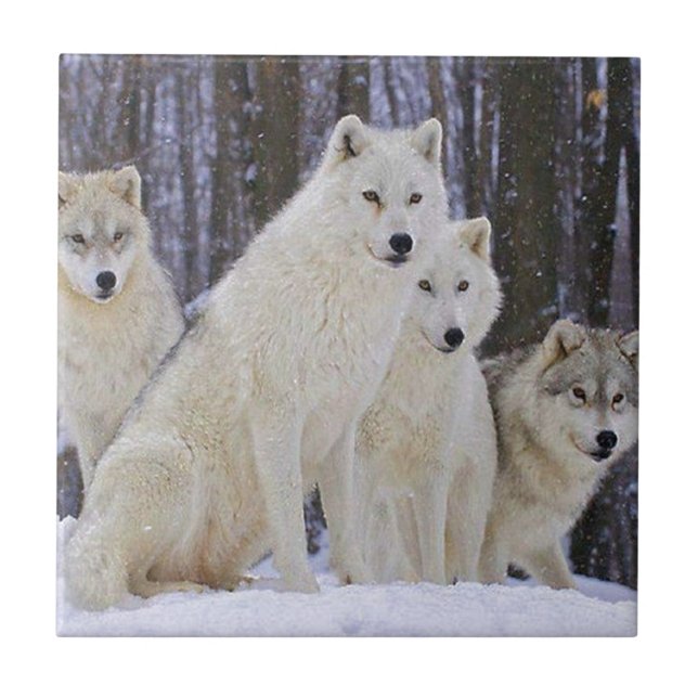 Wolf-Familie Fliese (Vorderseite)