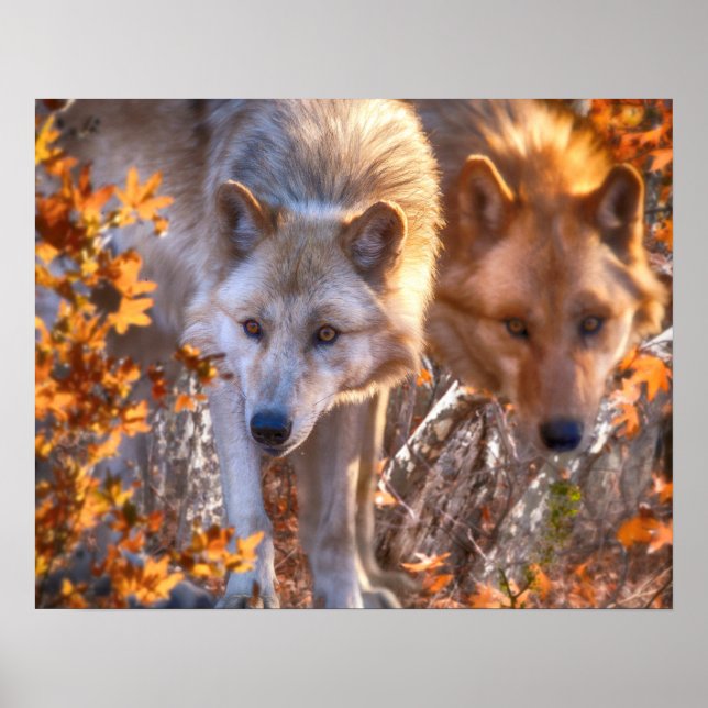 Wolf FAMILY AUTUMN Poster (Vorne)