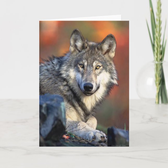 Wolf Fotograf Karte (Vorderseite)