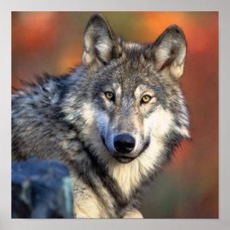 Wolf Fotograf Poster