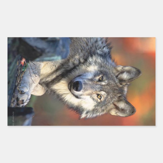Wolf Fotograf Rechteckiger Aufkleber (Vorderseite)