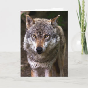 WOLF FOTOGRAFIE BIRTHDAY CARD KARTE