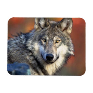 Wolf-Fotografie Magnet