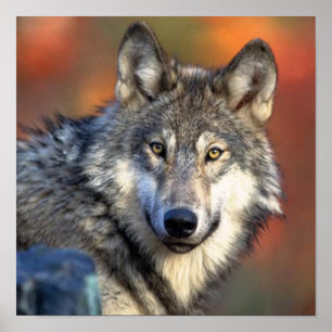 Wolf Fotografie Poster