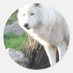 Wolf Fotografy Art Spirit Guide Animal Liebe Runder Aufkleber