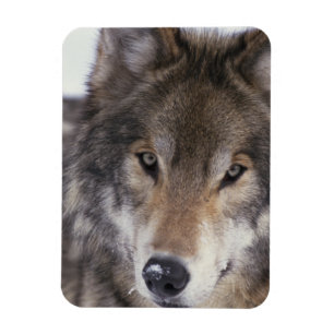 Wolf Gaze Magnet