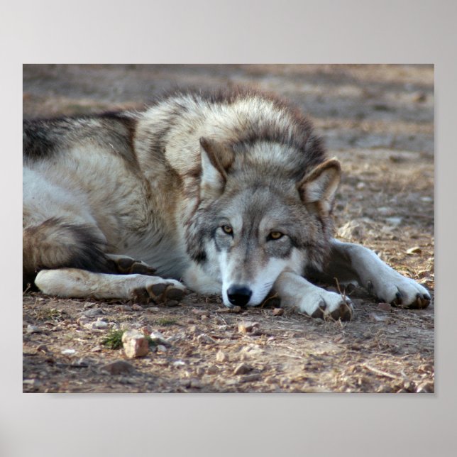 Wolf Gerahmt Print Poster (Vorne)