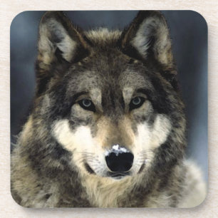 Wolf Getränkeuntersetzer