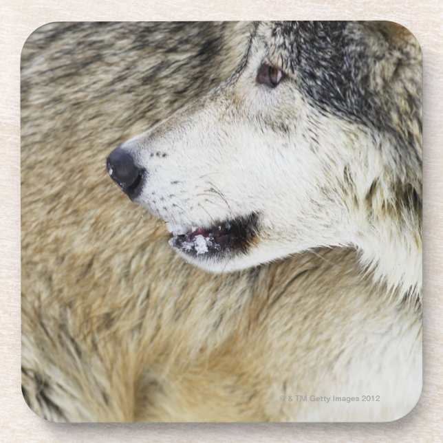 Wolf Getränkeuntersetzer (Vorderseite)