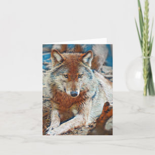 Wolf Grußkarte Karte