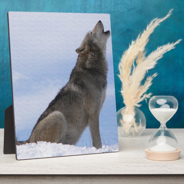 Wolf-Heulen Fotoplatte (Seite)