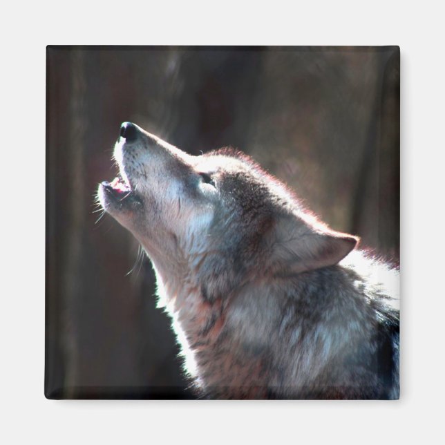 Wolf Howling Lone Wolf Magnet (Vorne)