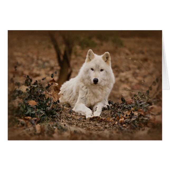 Wolf im Herbst (Vorderseite (Horizontal))