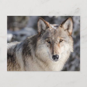 Wolf im Schnee-Foto-Postkarte Postkarte