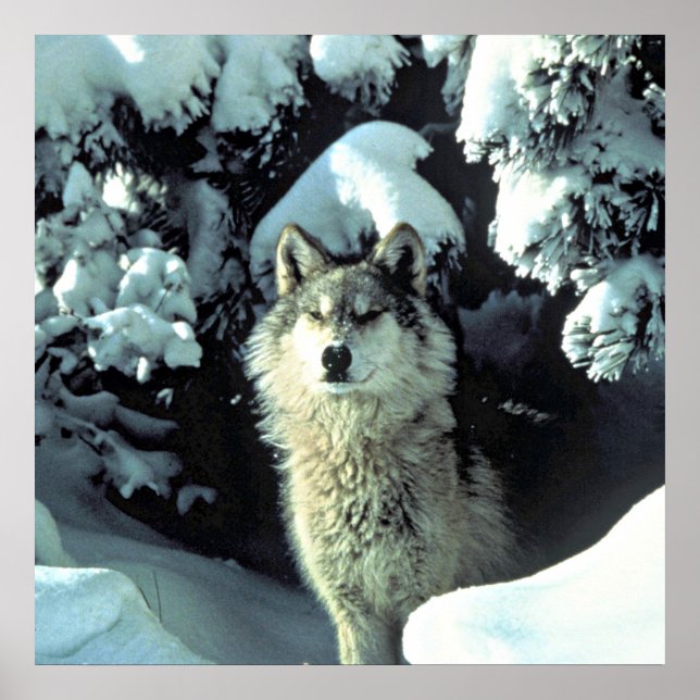 Wolf im Schnee Poster (Vorne)