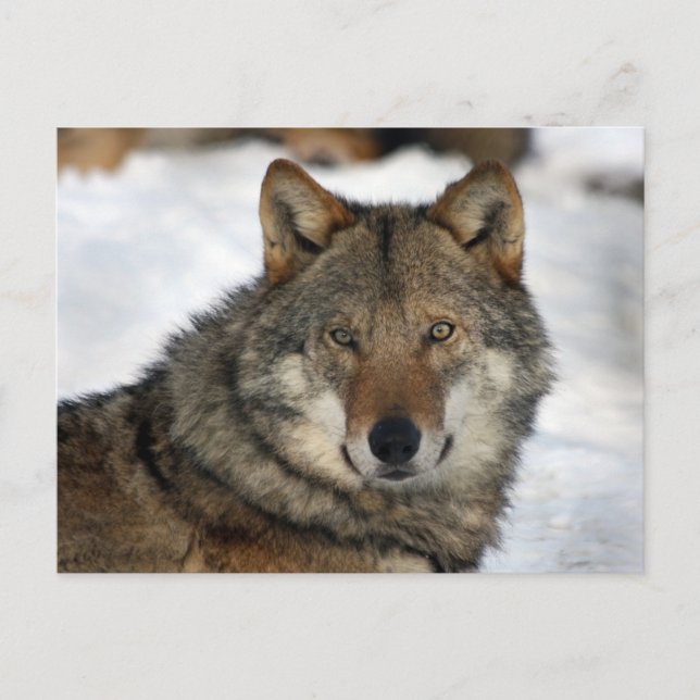 Wolf im Schnee Postkarte (Vorderseite)
