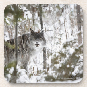 Wolf im Wald im Winter Getränkeuntersetzer
