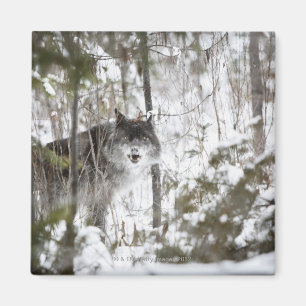 Wolf im Wald im Winter Magnet
