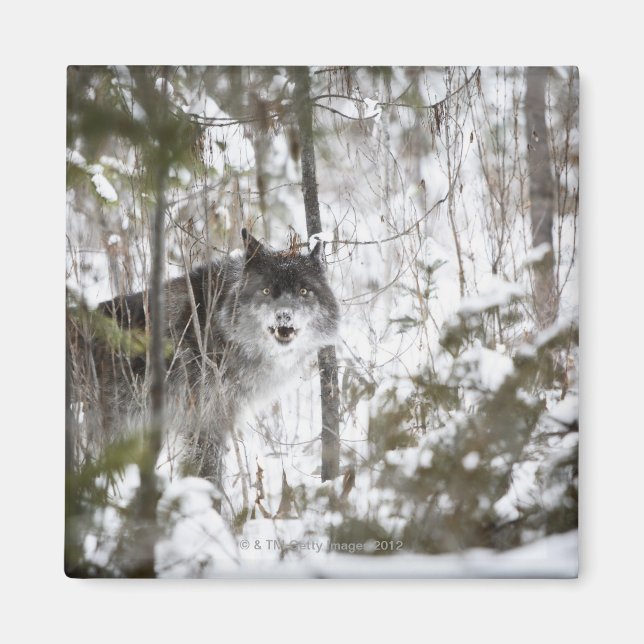 Wolf im Wald im Winter Magnet (Vorne)