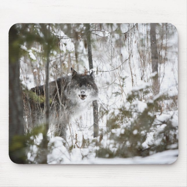 Wolf im Wald im Winter Mousepad (Vorne)