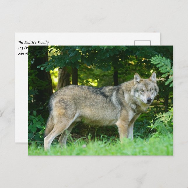 Wolf im Wald Postkarte (Vorne/Hinten)