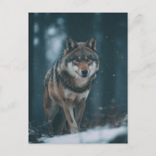 Wolf im Winter Postkarte