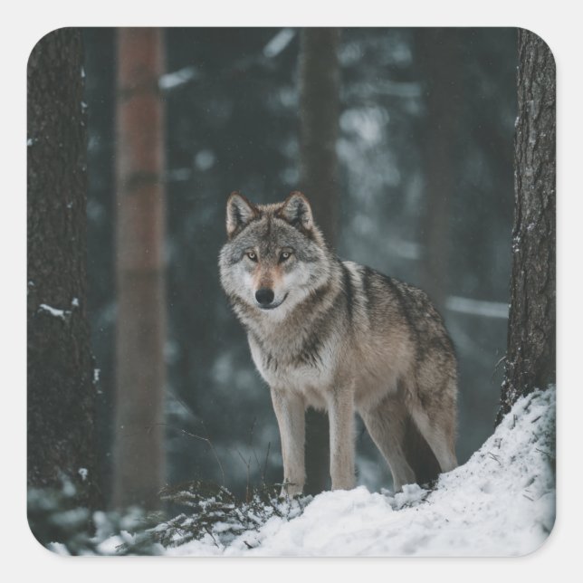 Wolf im Winter Quadratischer Aufkleber (Vorderseite)