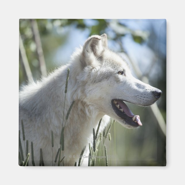 Wolf im Yellowstone 2 Magnet (Vorne)