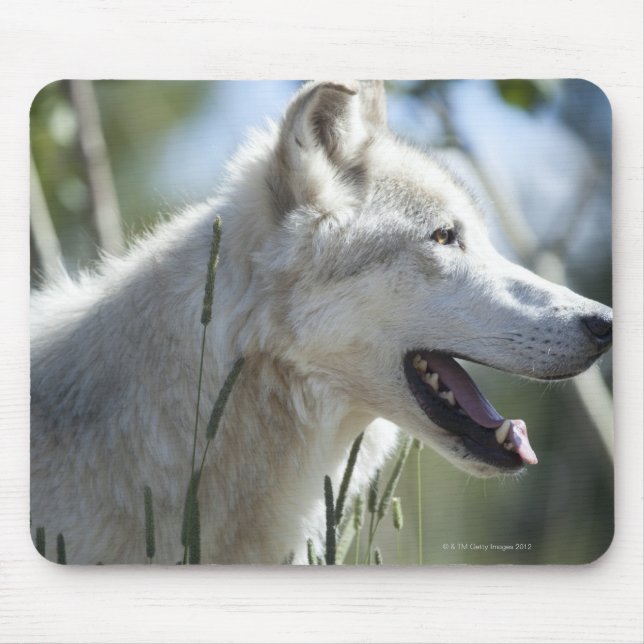 Wolf im Yellowstone 2 Mousepad (Vorne)