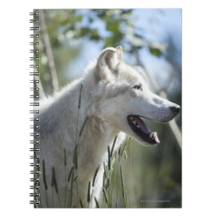 Wolf im Yellowstone 2 Notizblock