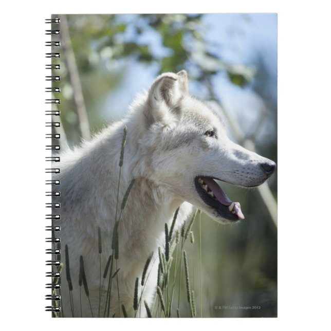 Wolf im Yellowstone 2 Notizblock (Vorderseite)