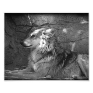 Wolf in Schwarzweiß Fotodruck