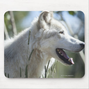 Wolf in Yellowstone 2 Mousepad