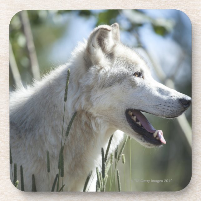 Wolf in Yellowstone 2 Untersetzer (Vorderseite)