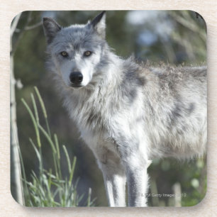 Wolf in Yellowstone Getränkeuntersetzer