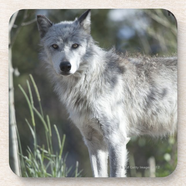 Wolf in Yellowstone Getränkeuntersetzer (Vorderseite)