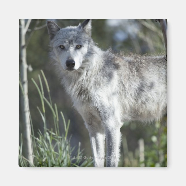 Wolf in Yellowstone Magnet (Vorne)