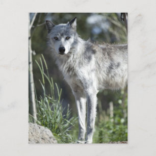 Wolf in Yellowstone Postkarte