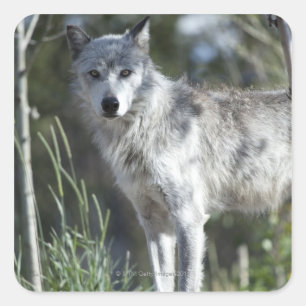 Wolf in Yellowstone Quadratischer Aufkleber