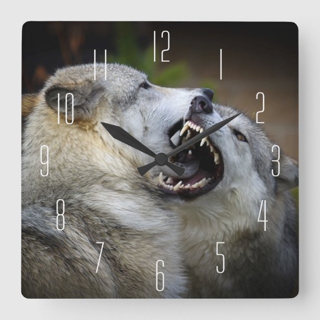 Wolf-Kampf Quadratische Wanduhr (Vorderseite)