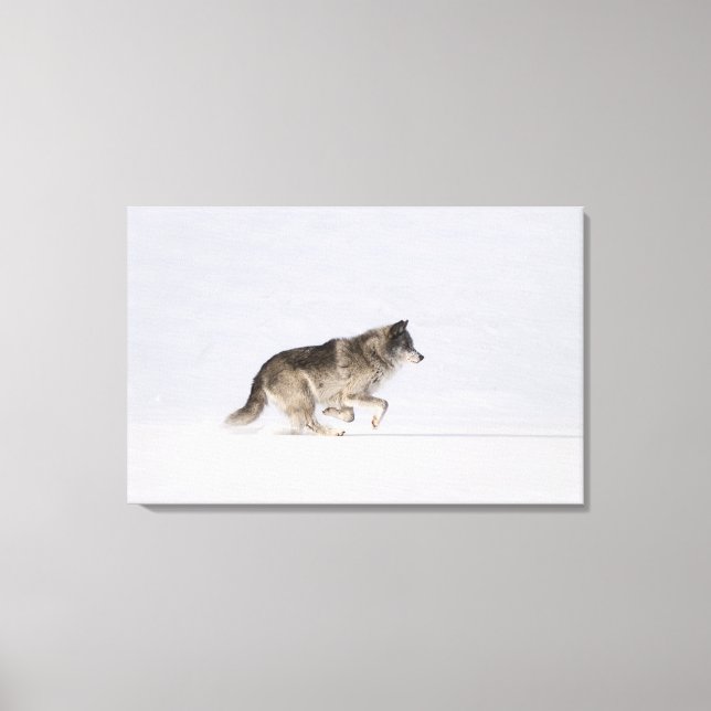 Wolf läuft im Schnee 2 Leinwanddruck (Vorderseite)