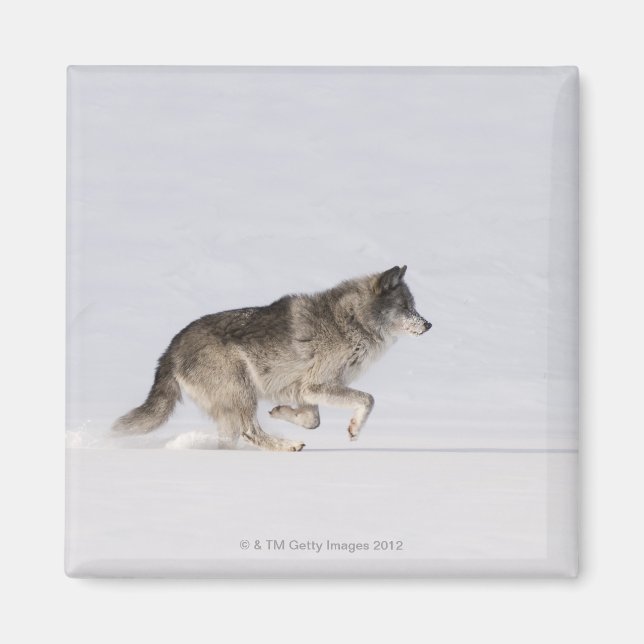 Wolf läuft im Schnee 2 Magnet (Vorne)