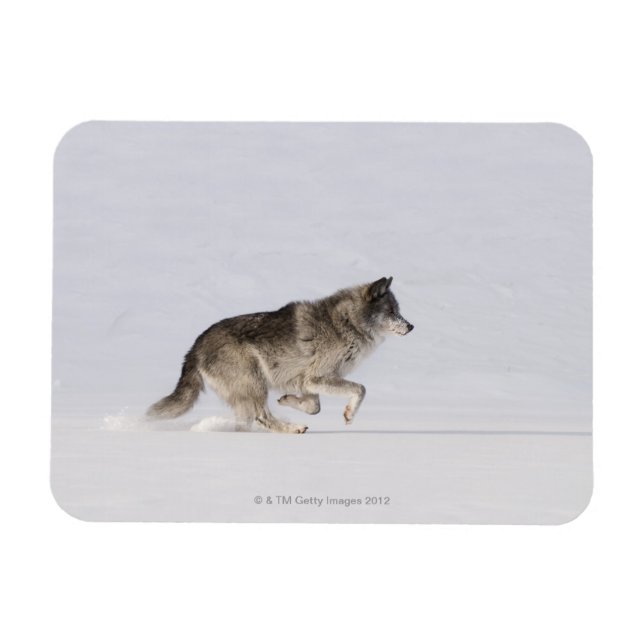 Wolf läuft im Schnee 2 Magnet (Horizontal)