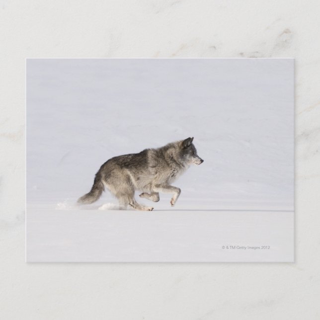 Wolf läuft im Schnee 2 Postkarte (Vorderseite)