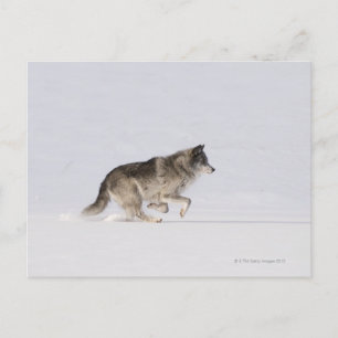 Wolf läuft im Schnee 2 Postkarte